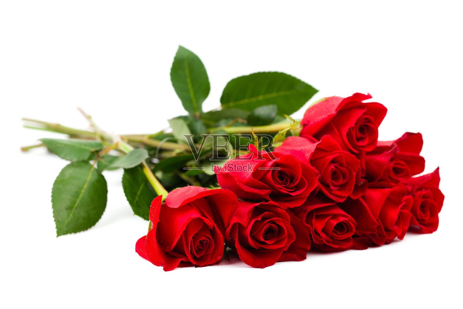 玫瑰照片摄影图片