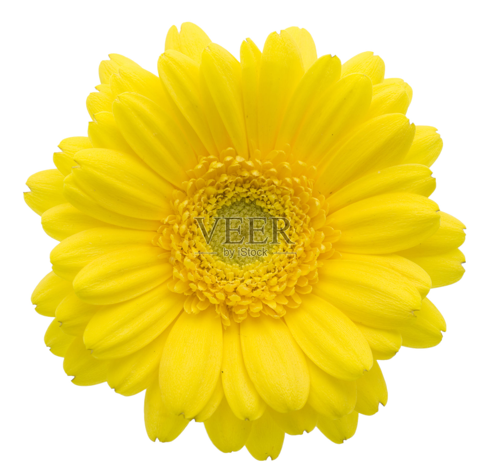 黄色的非洲菊(XL)照片摄影图片