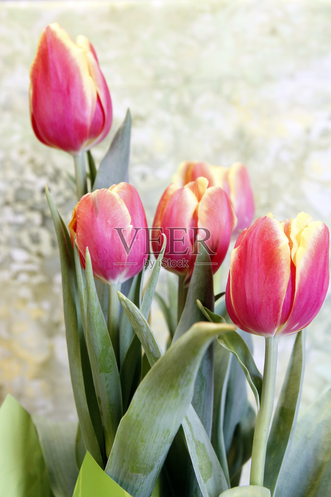 郁金香照片摄影图片