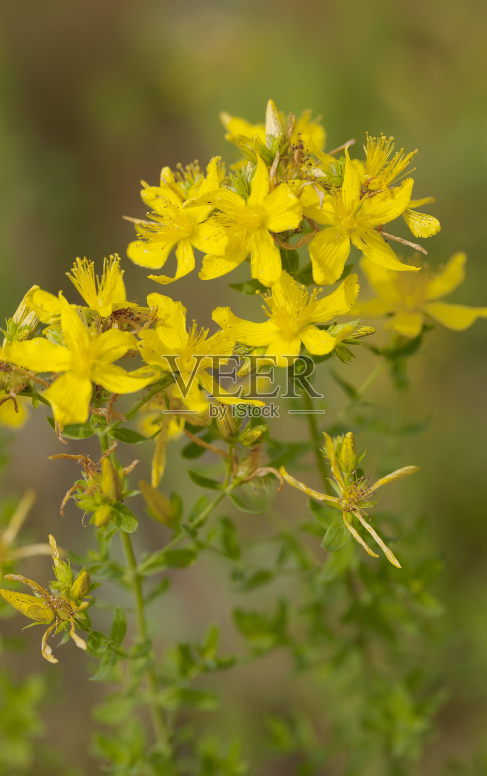 贯叶连翘照片摄影图片