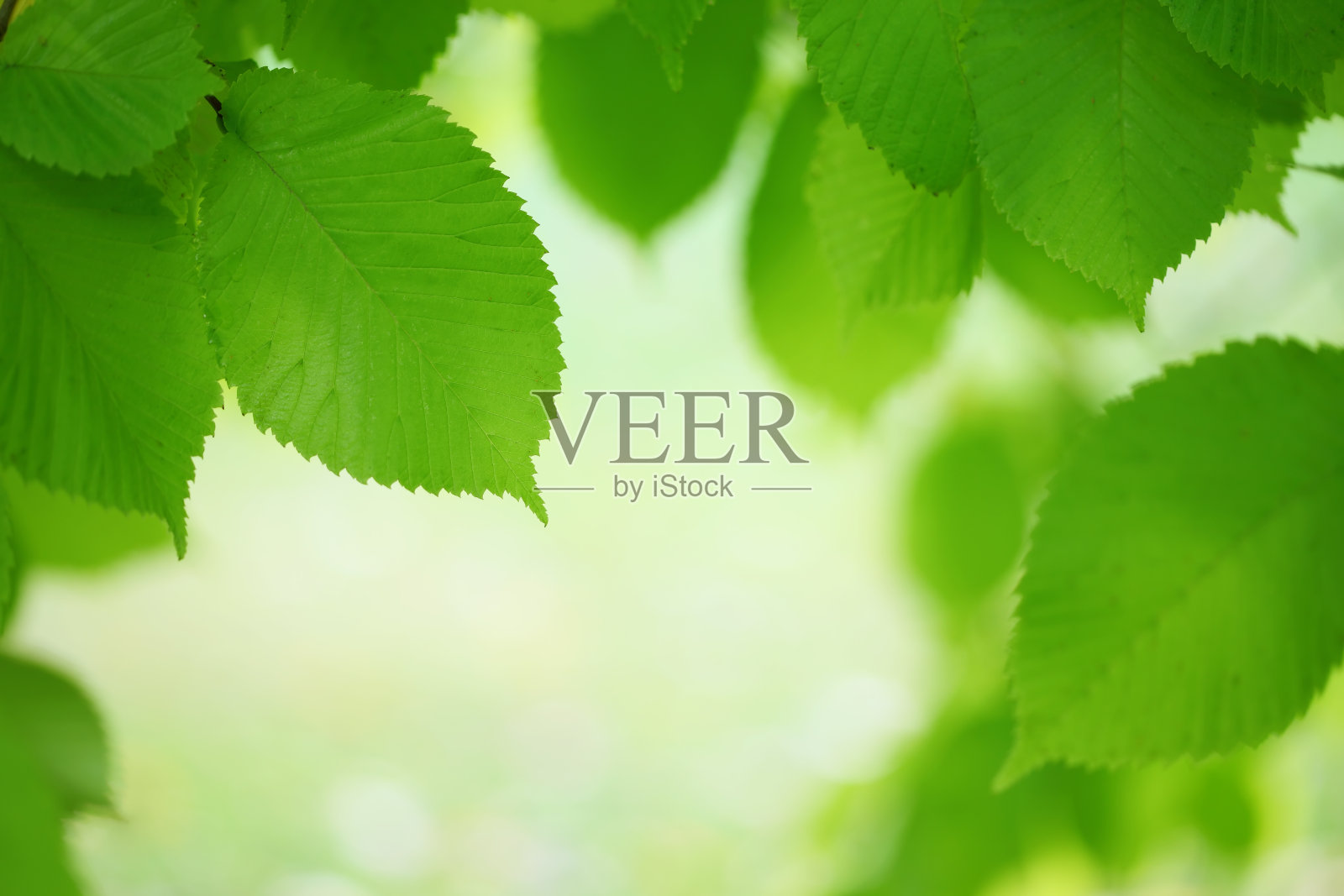 森林里的绿叶(XXXL)照片摄影图片