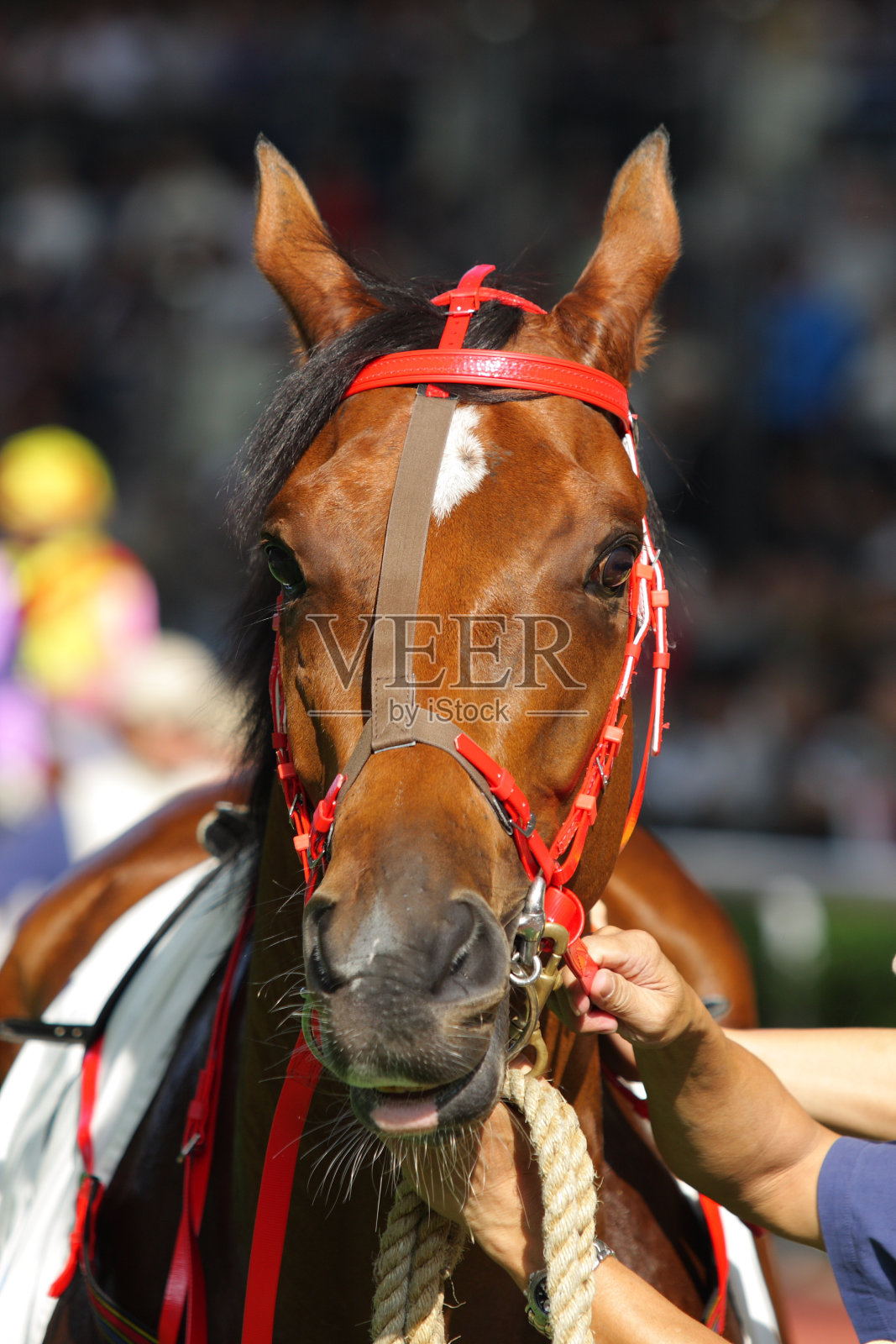 马的画像照片摄影图片