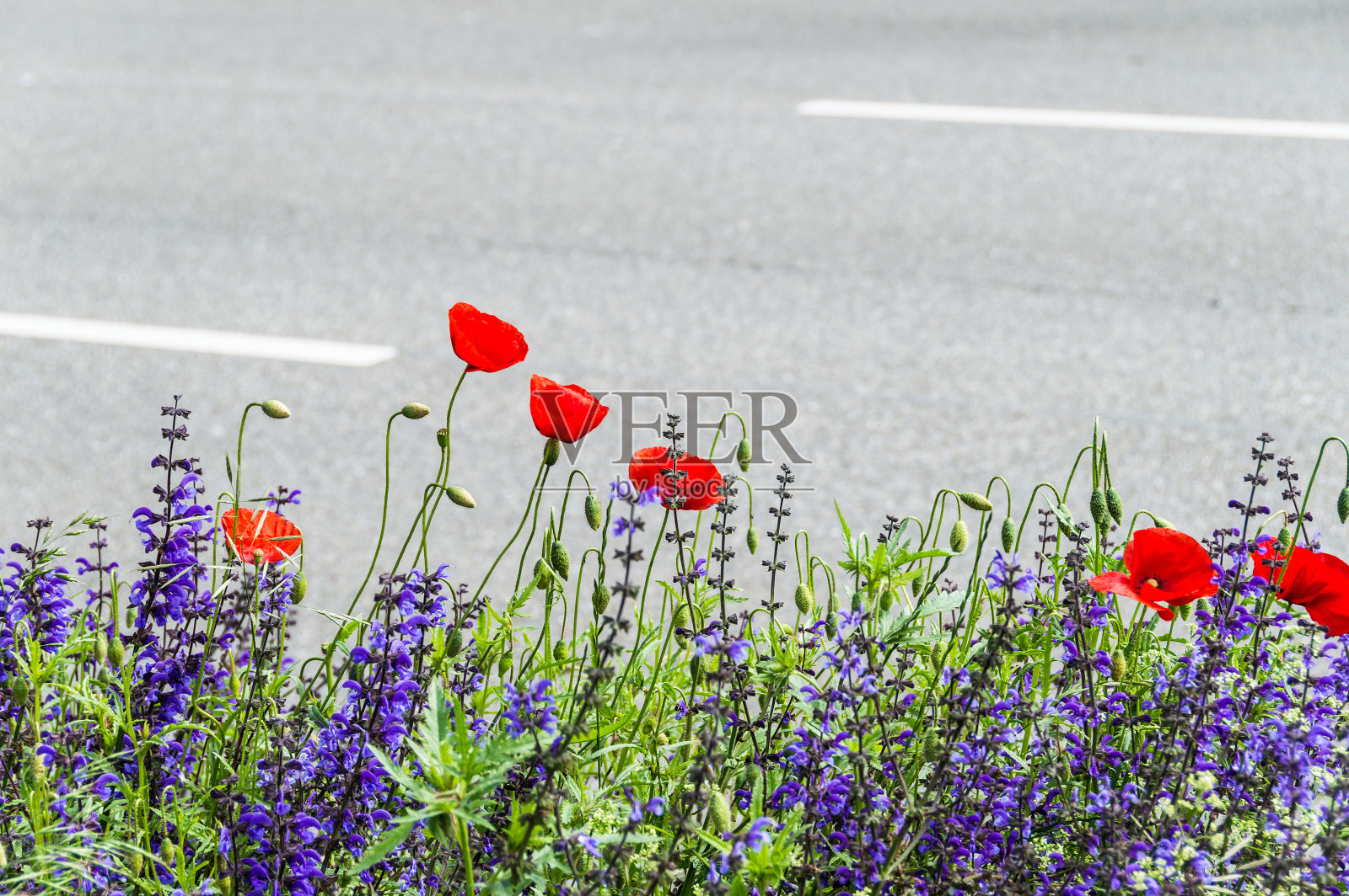 街上的罂粟花草地照片摄影图片