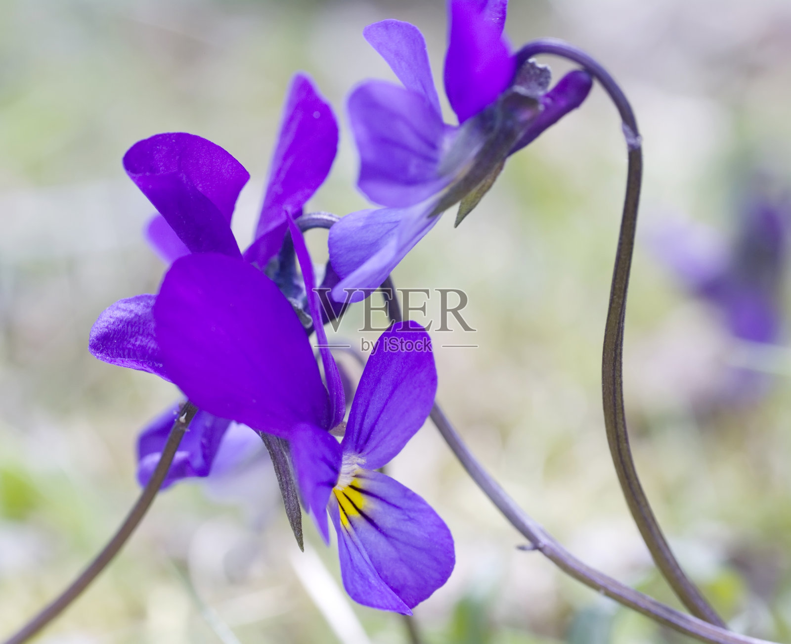野生三色堇(Viola tricolor) (Heartsease)花照片摄影图片