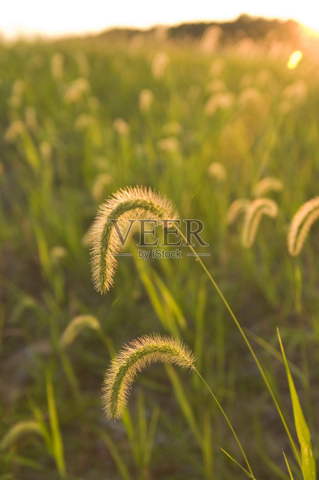 小麦收获的黄金时间照片摄影图片