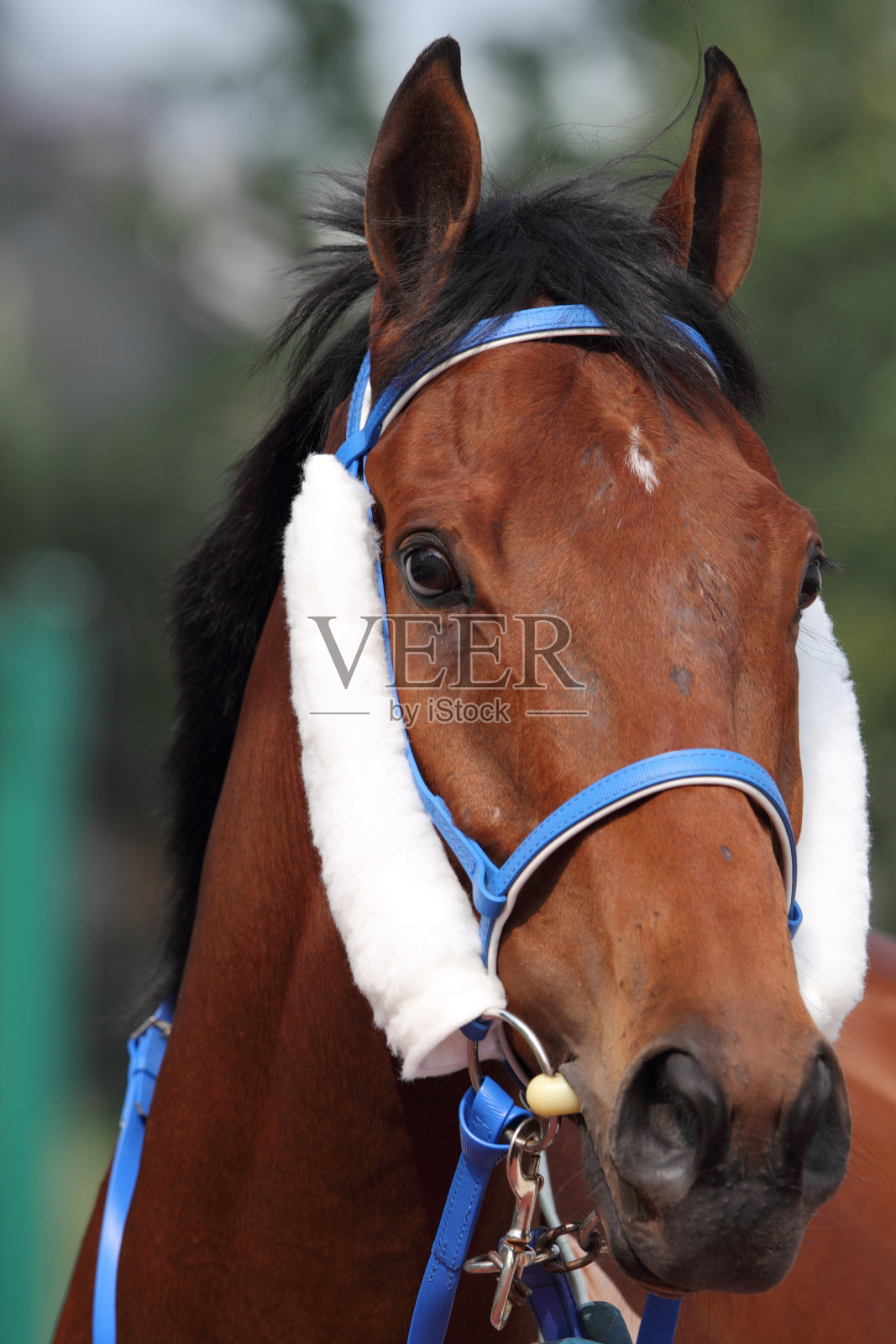 马头与侧眨眼照片摄影图片