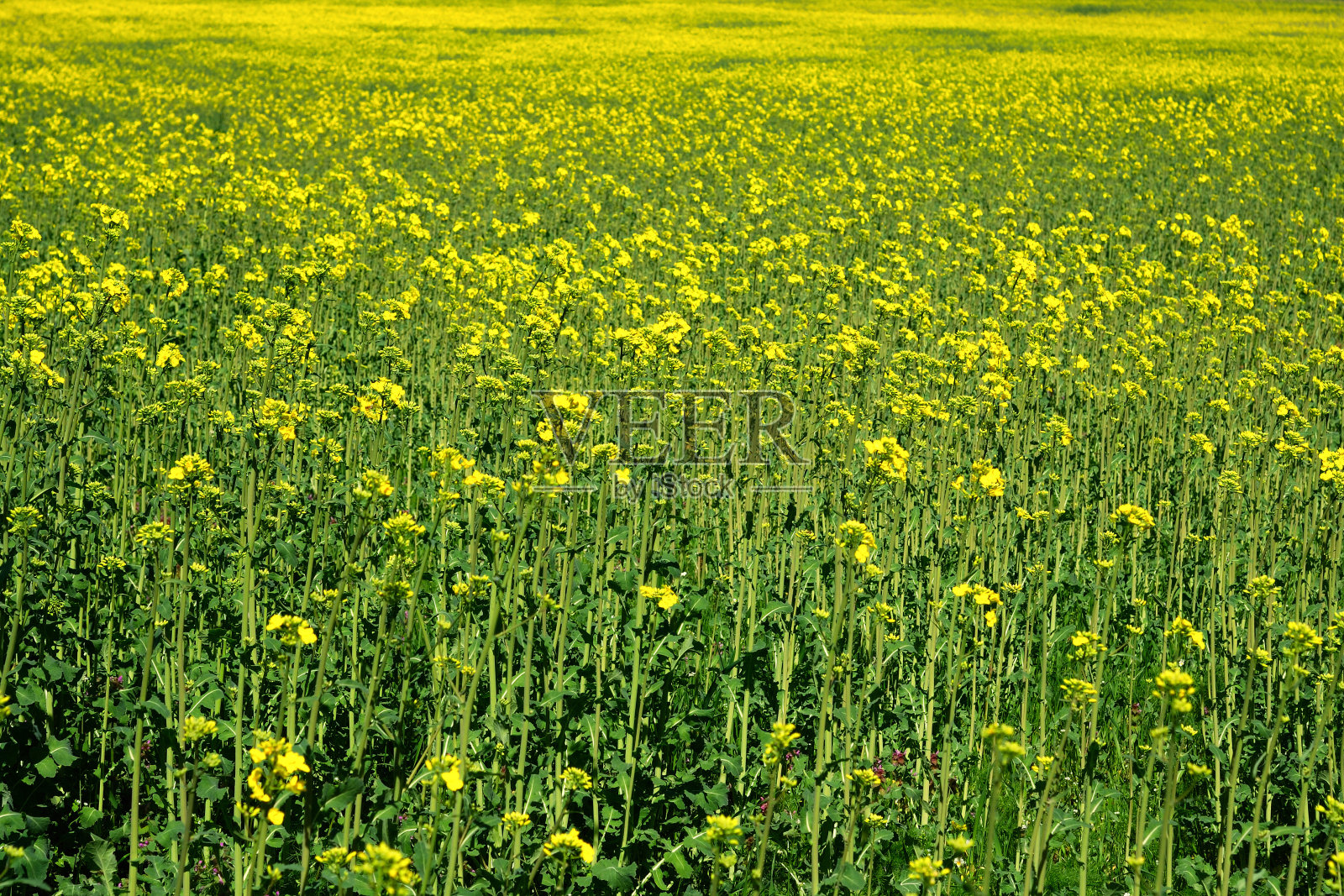 毫无价值的领域照片摄影图片