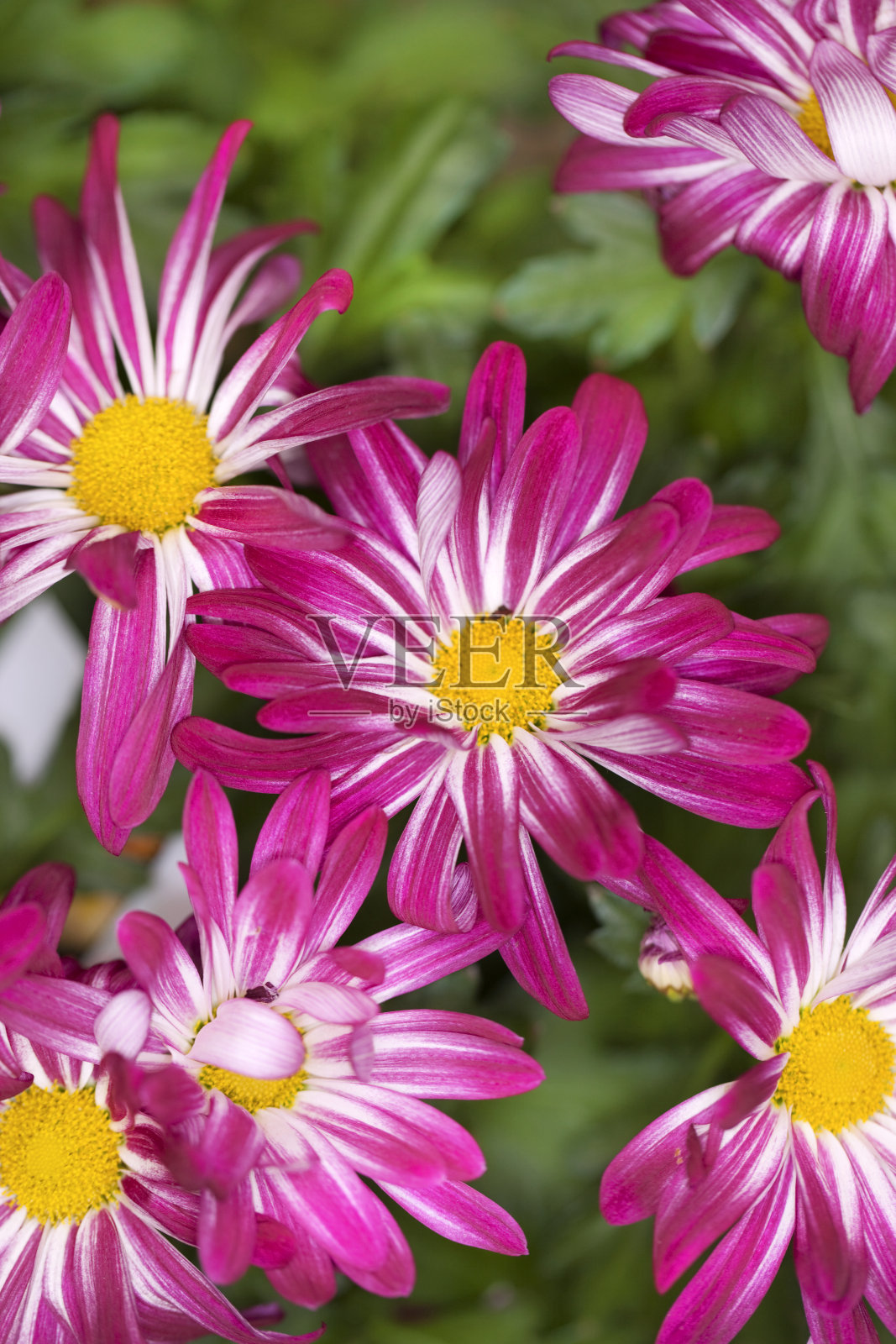 盛开的粉红色菊花照片摄影图片