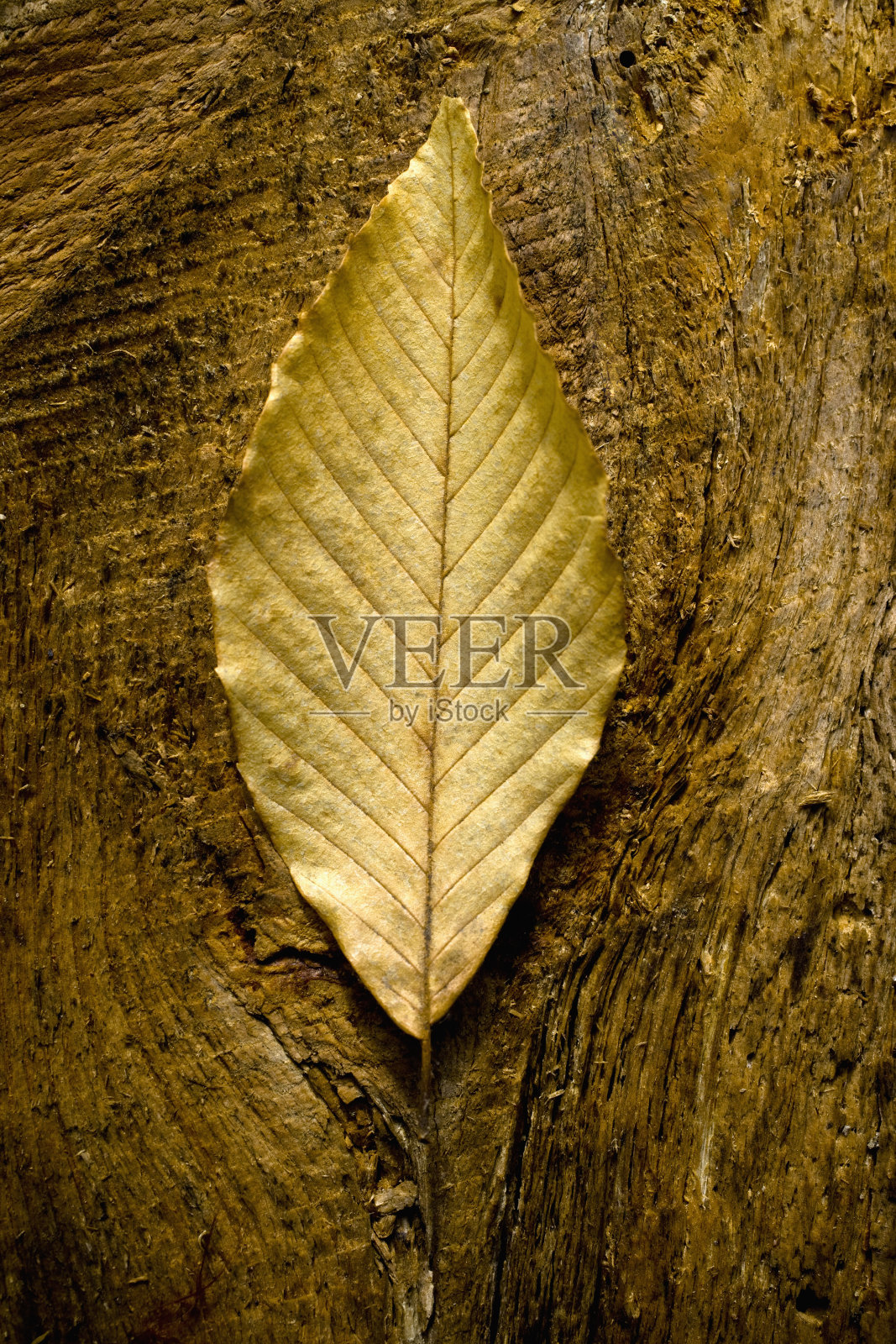 秋天叶子照片摄影图片