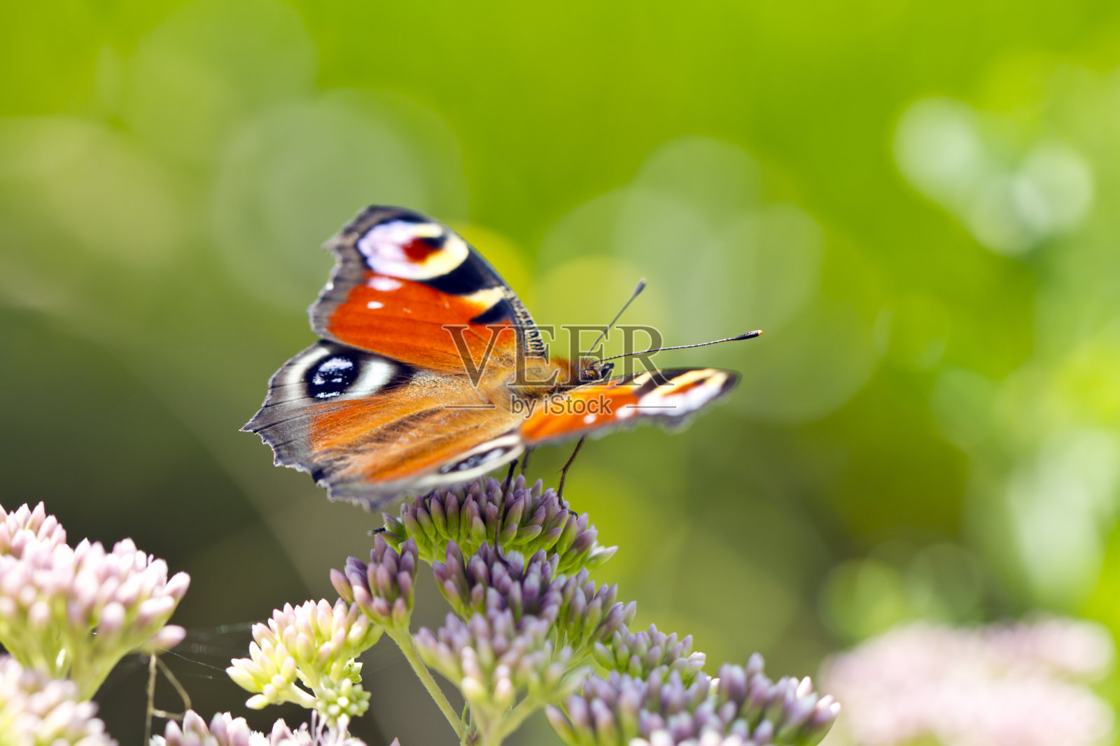 蝴蝶在花照片摄影图片