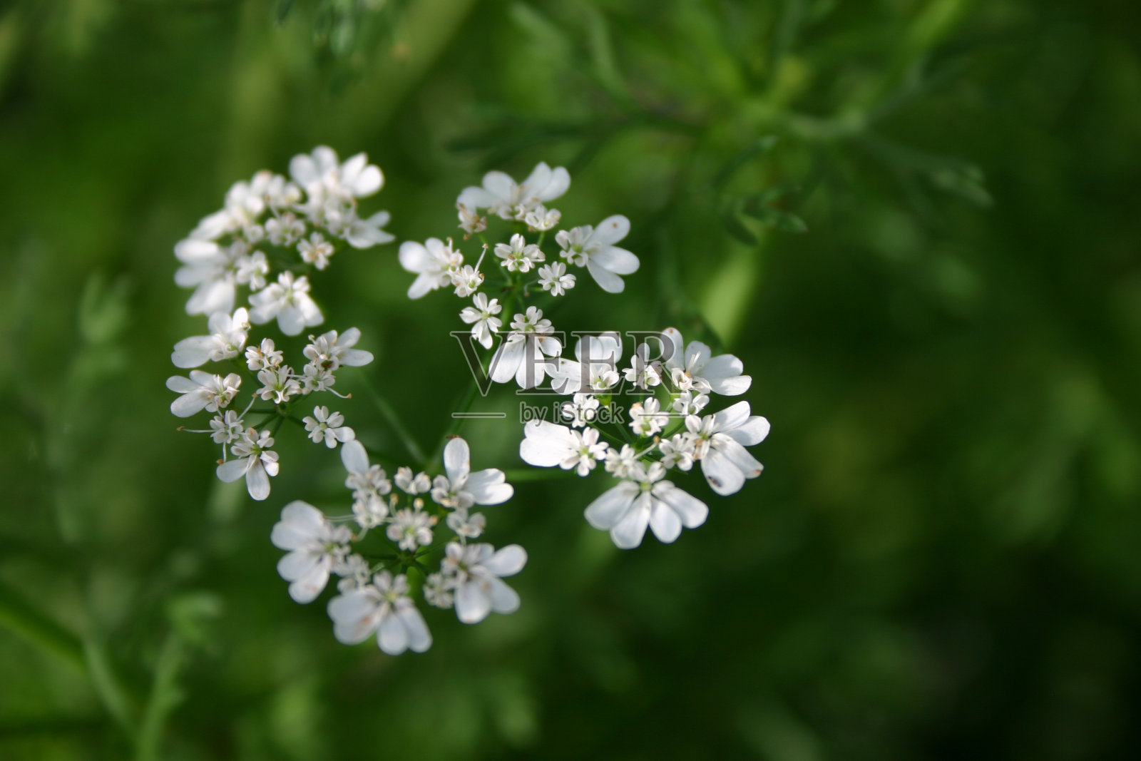 香菜花照片摄影图片