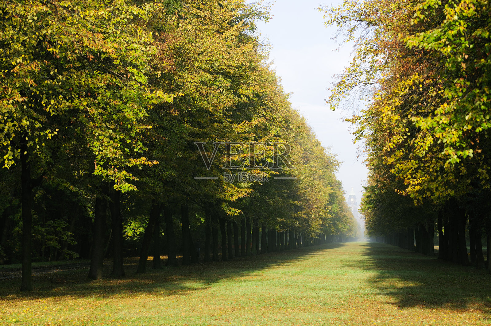 秋天公园里的石灰巷。照片摄影图片