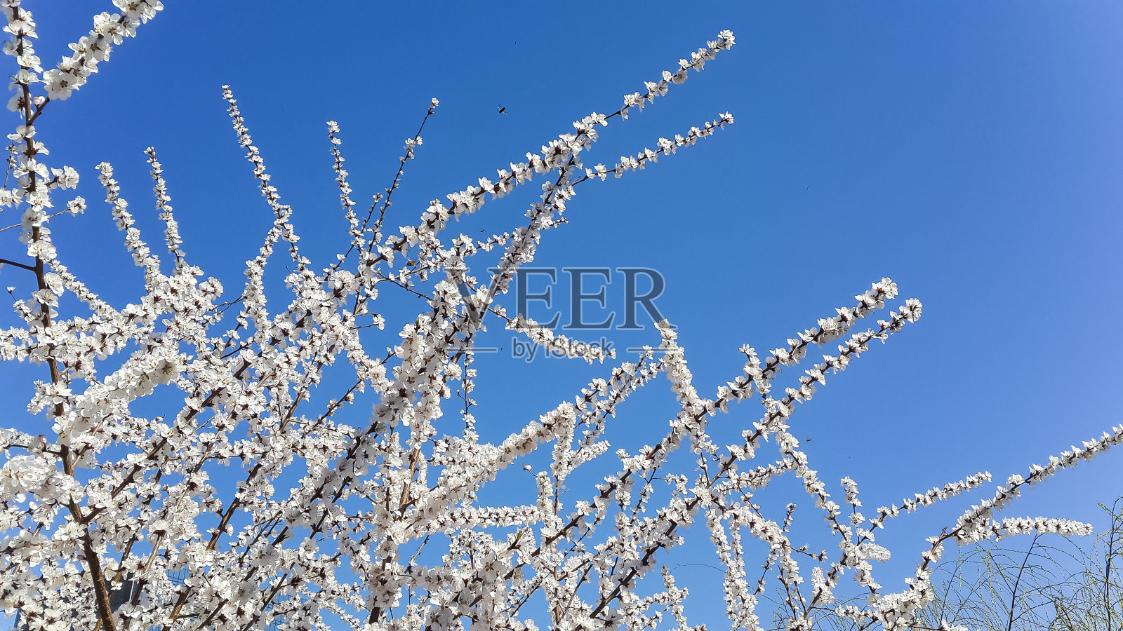 春天开花的樱桃树枝照片摄影图片