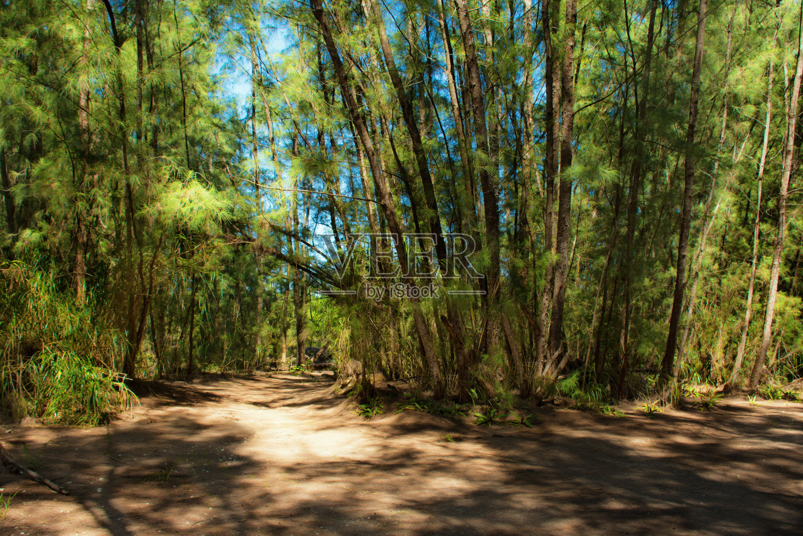 奥莱塔河公园的步道照片摄影图片