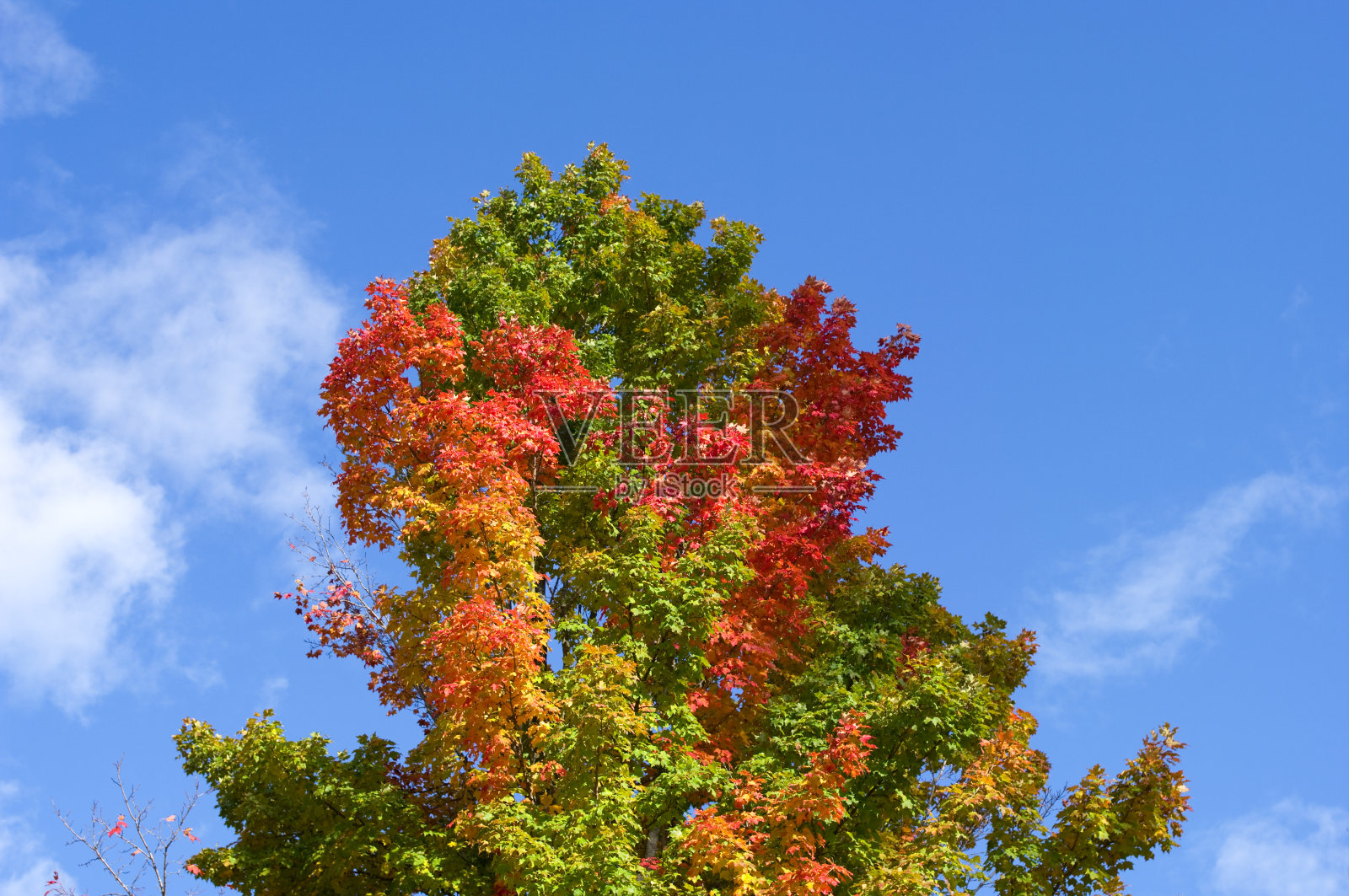 五彩缤纷的枫叶在秋天照片摄影图片