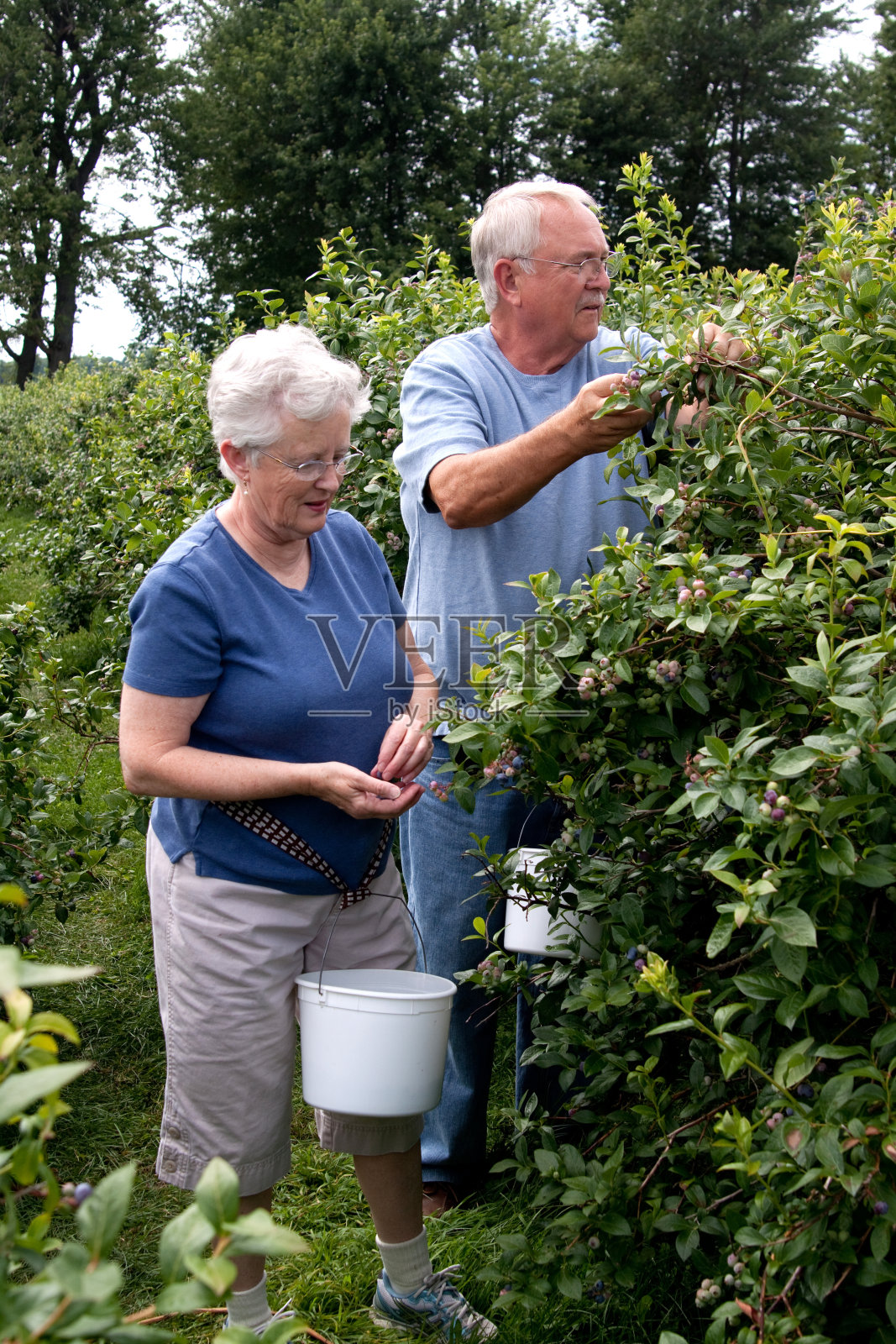 摘蓝莓照片摄影图片