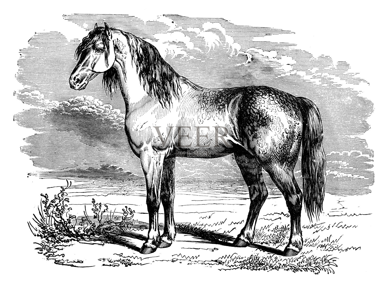 佩尔舍龙马的古董插图插画图片素材