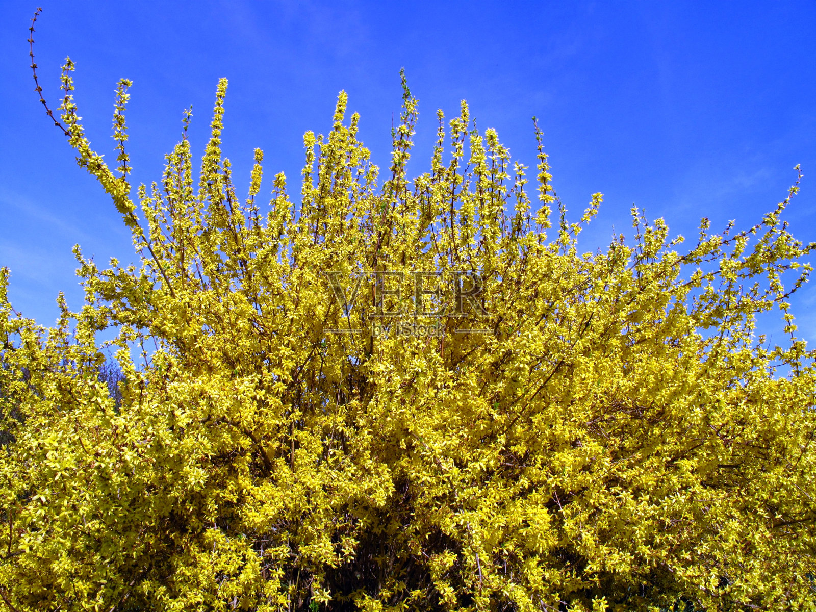 连翘照片摄影图片