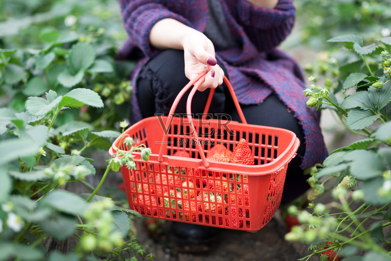 亚洲女人在草莓温室照片摄影图片