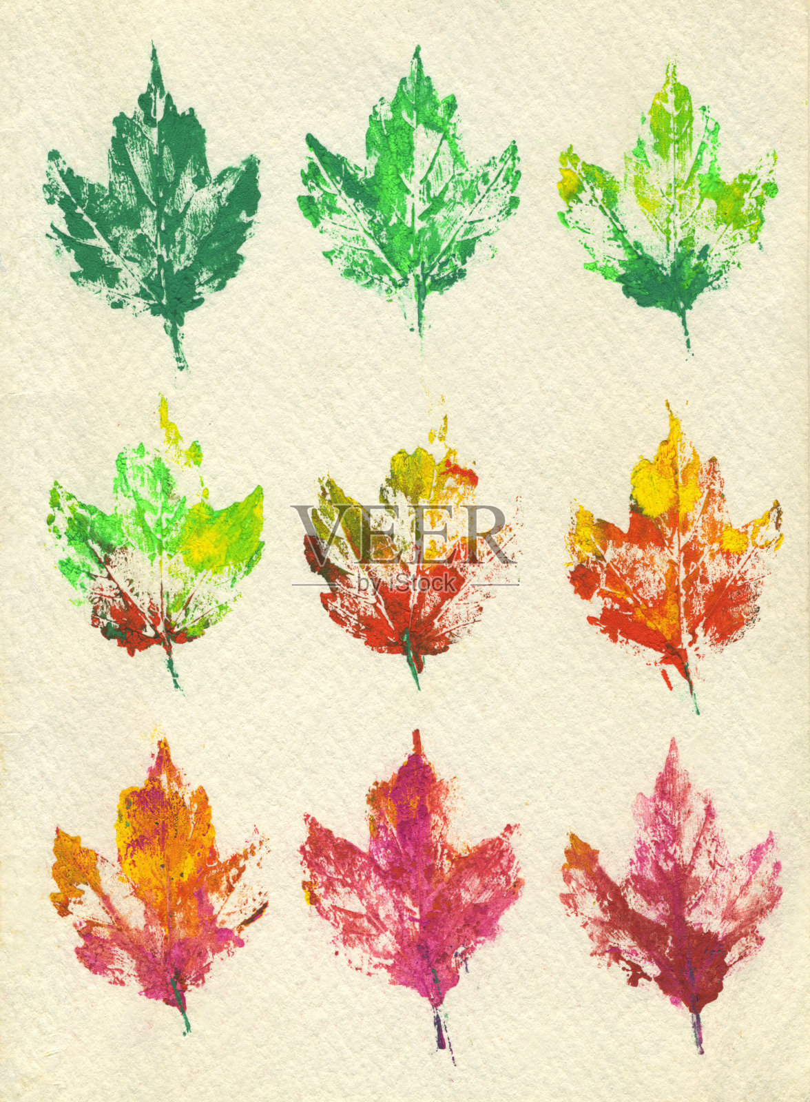 叶季节变化插画图片素材