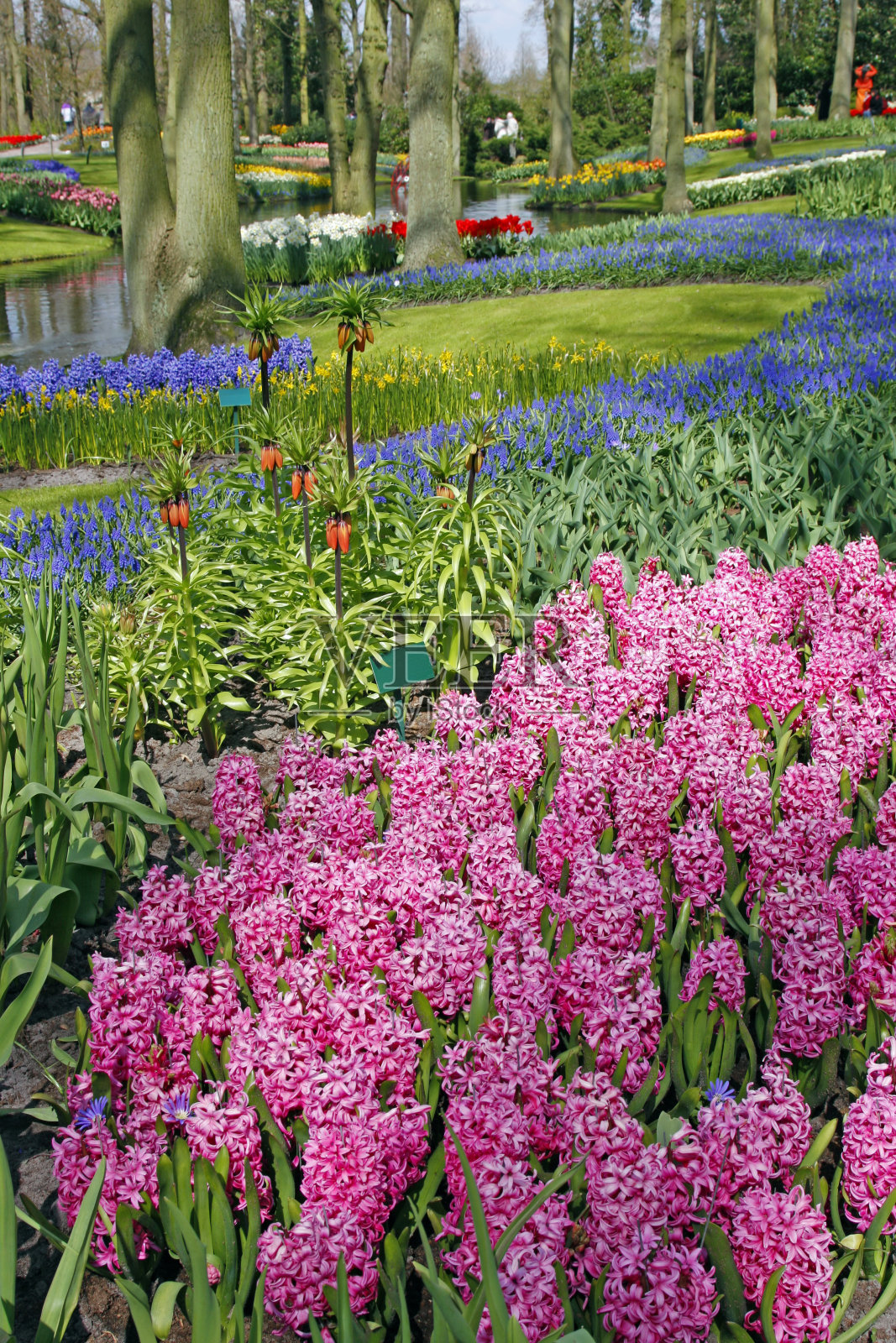 花园里的花# 19照片摄影图片