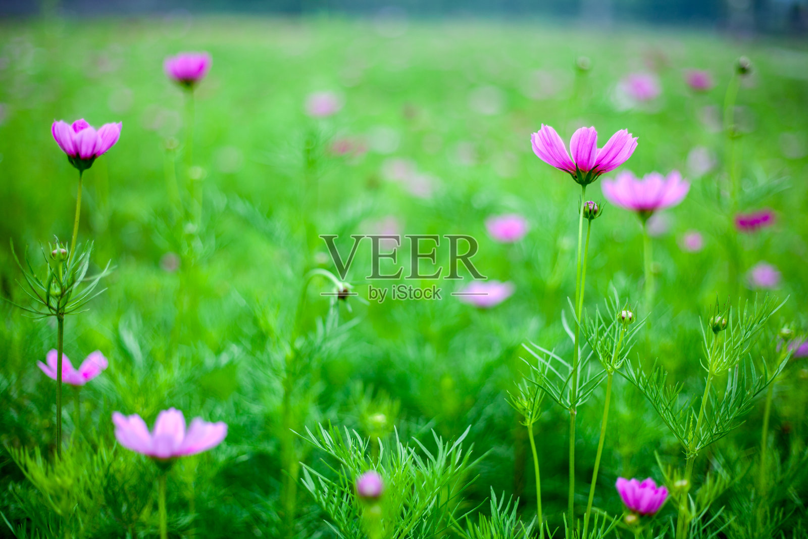 花园的边缘开满了五颜六色的野花照片摄影图片