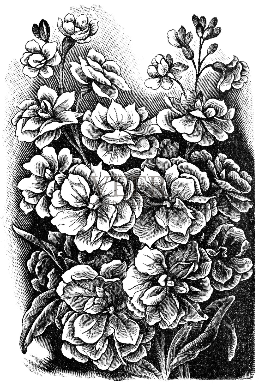 “壁花”插画图片素材