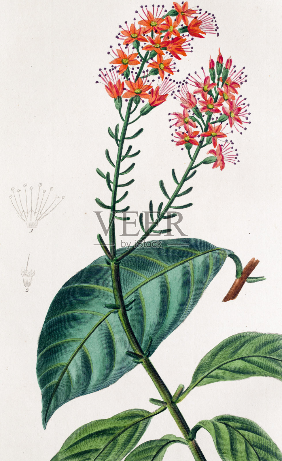 古董植物雕刻插画图片素材