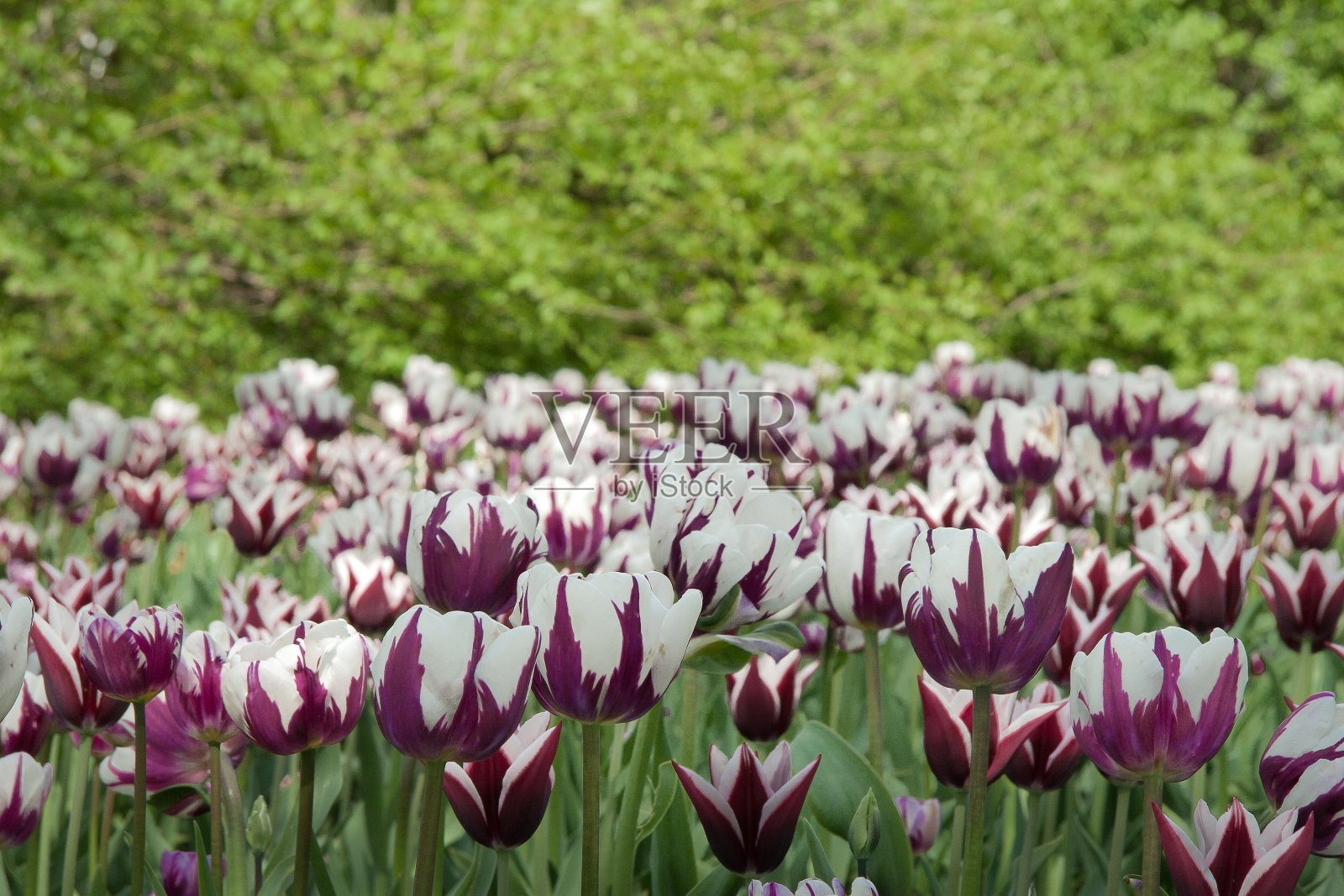 紫色和白色的郁金香照片摄影图片