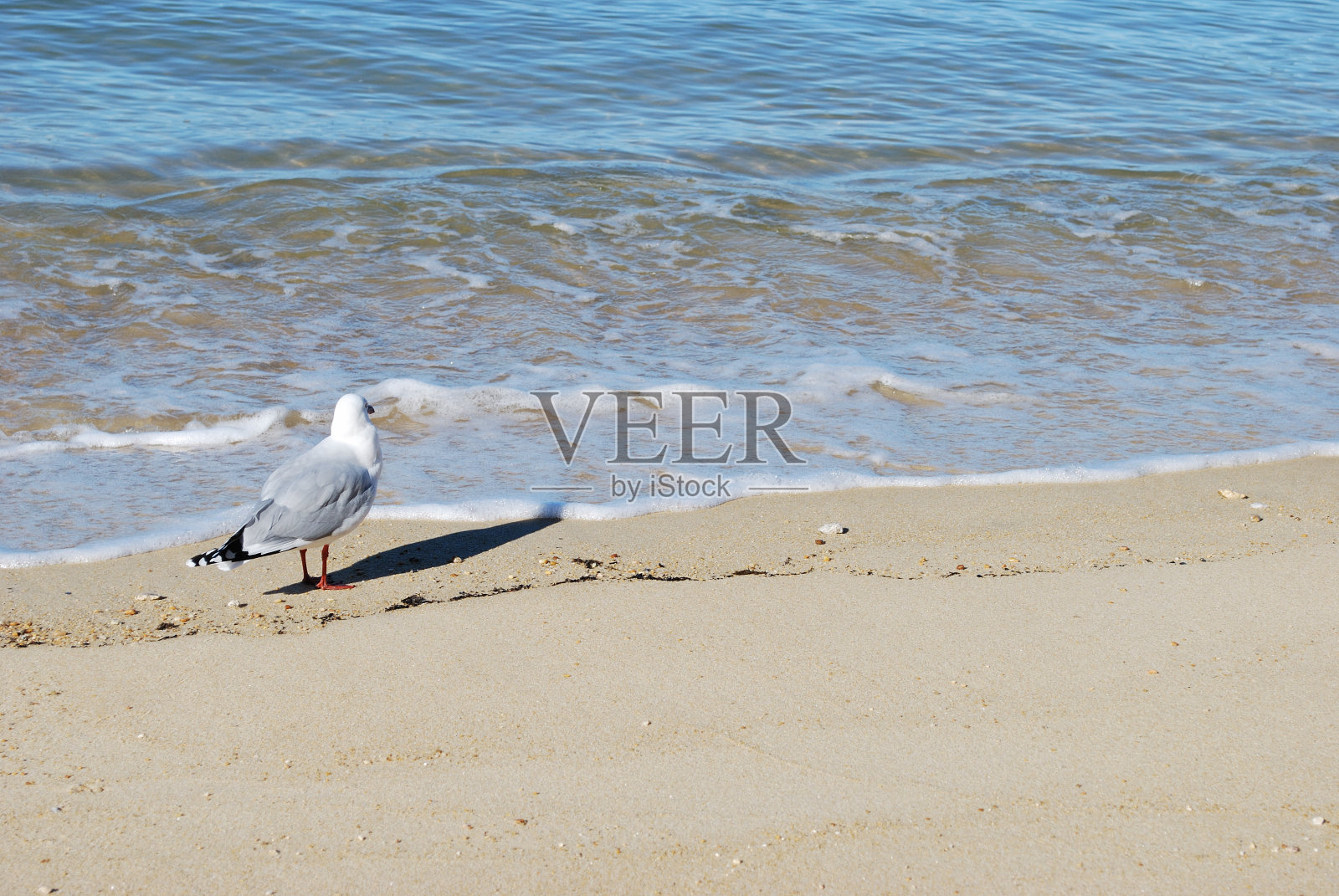 孤独的海鸥望向大海照片摄影图片