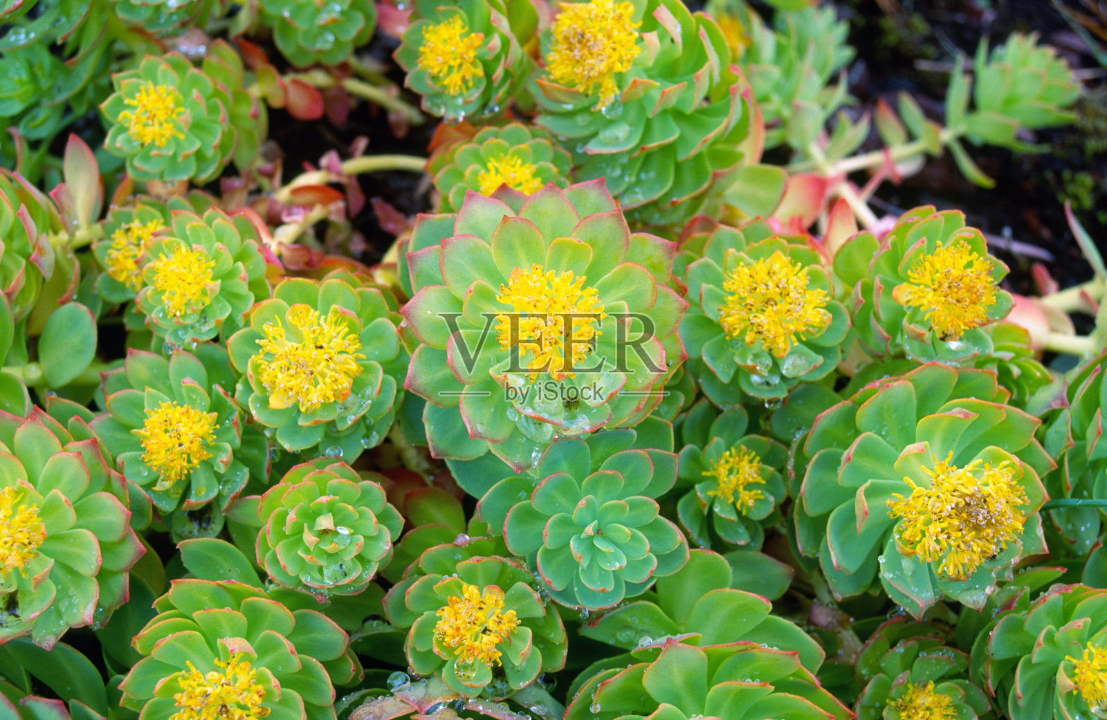 多汁的花照片摄影图片