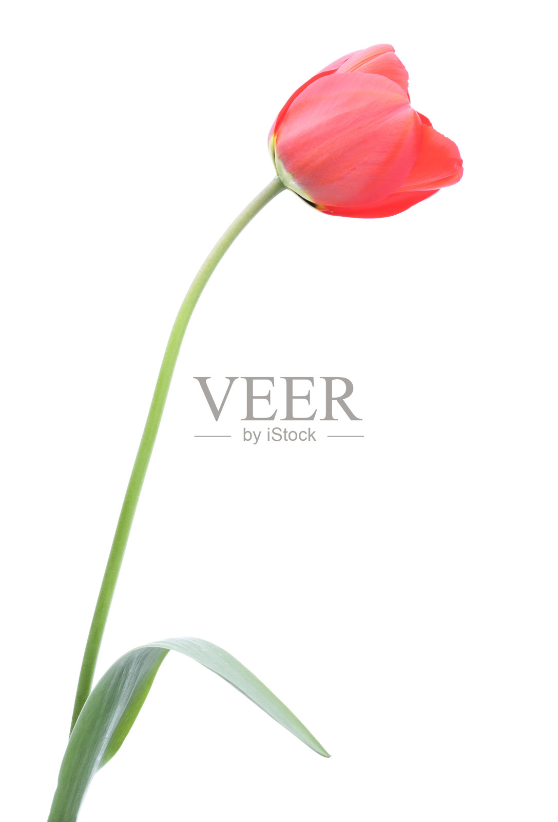 红色郁金香照片摄影图片