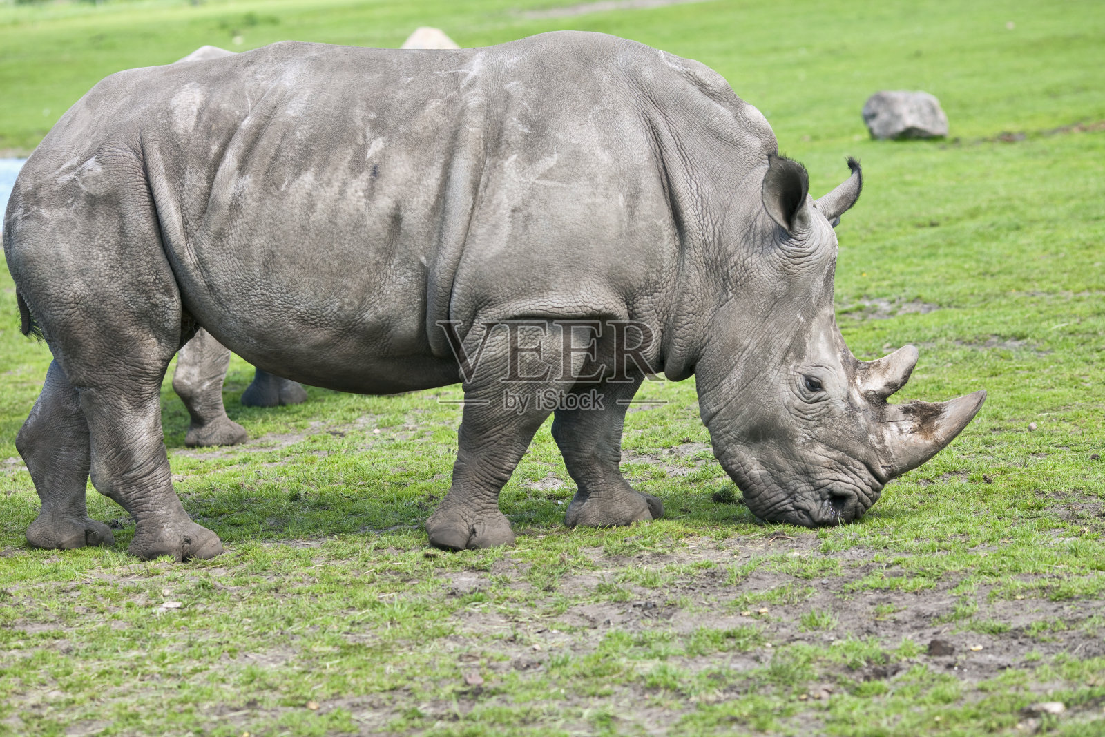 放牧犀牛照片摄影图片