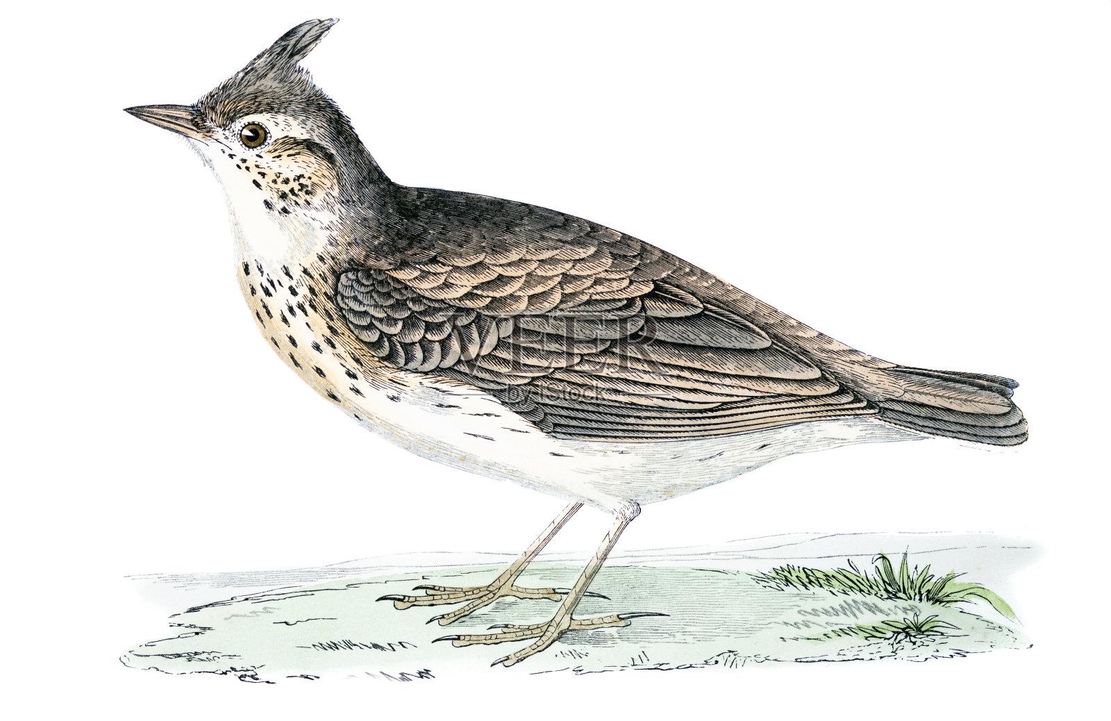 顶云雀-手彩色雕刻插画图片素材