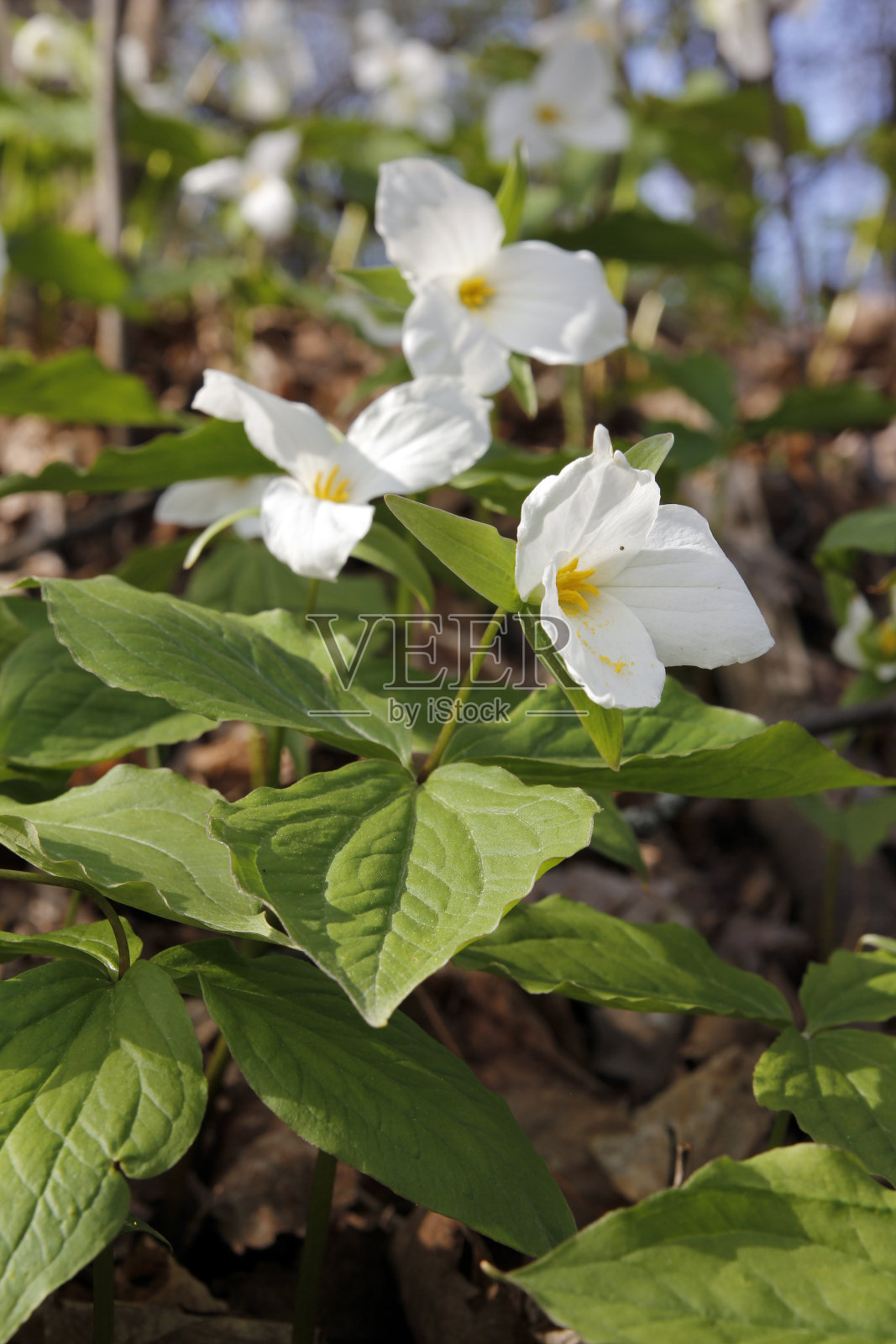 延龄草照片摄影图片