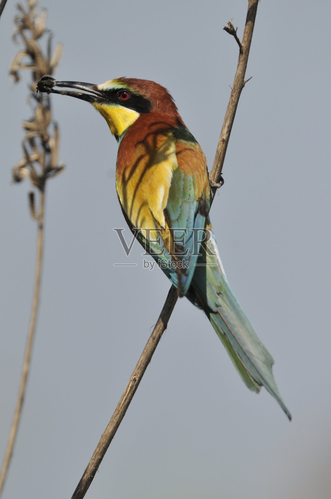 食蜂者，鞭炮照片摄影图片