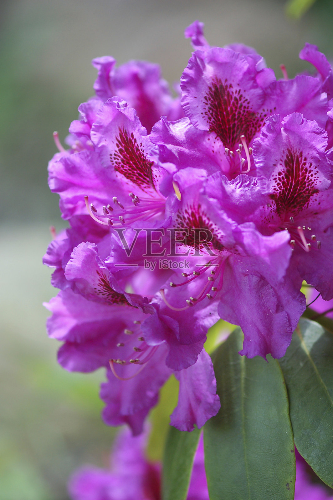 紫色的杜鹃花照片摄影图片