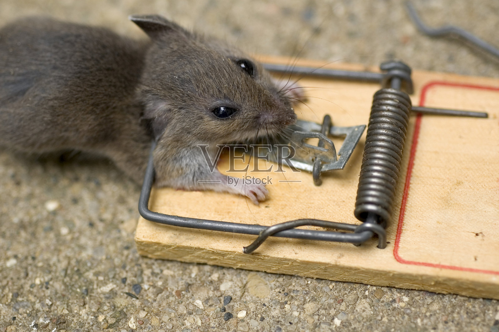 捕鼠器中的老鼠照片摄影图片