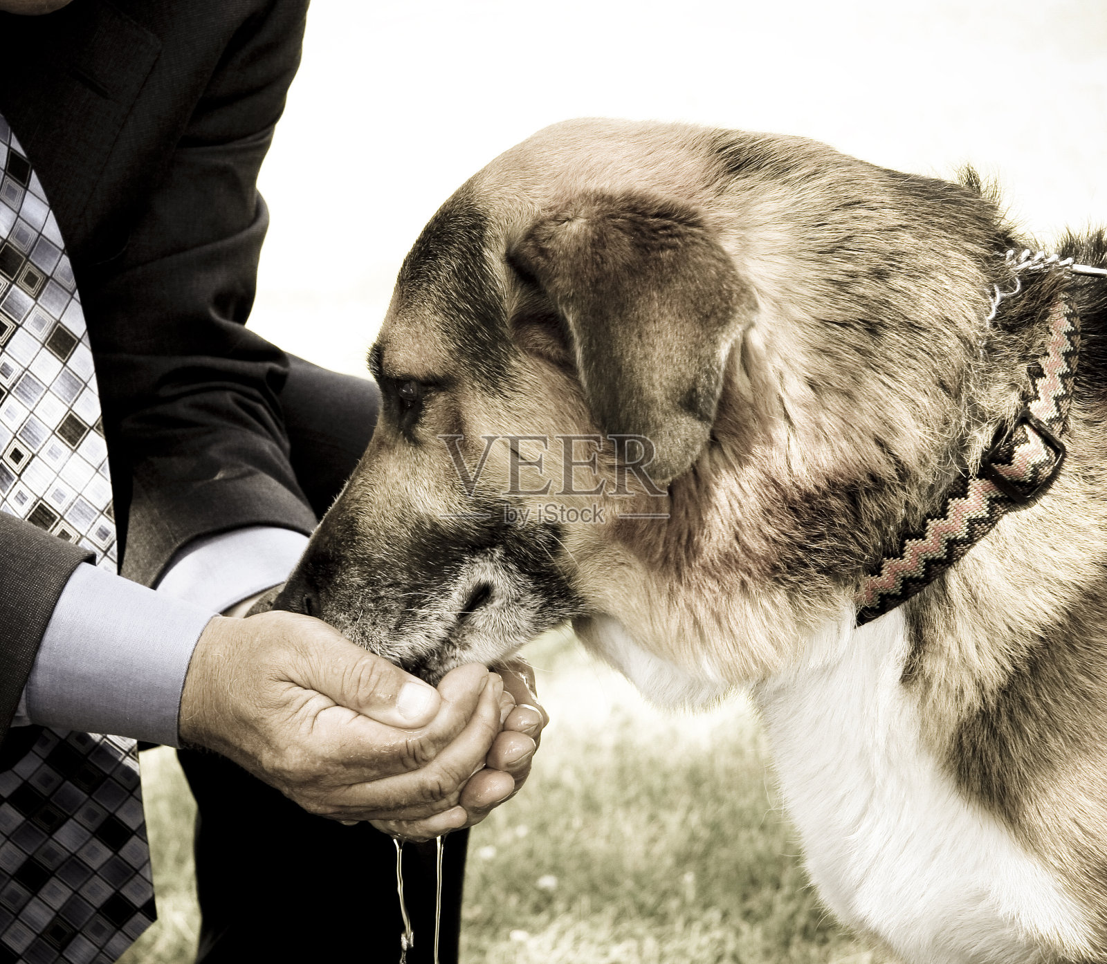 渴了的狗照片摄影图片