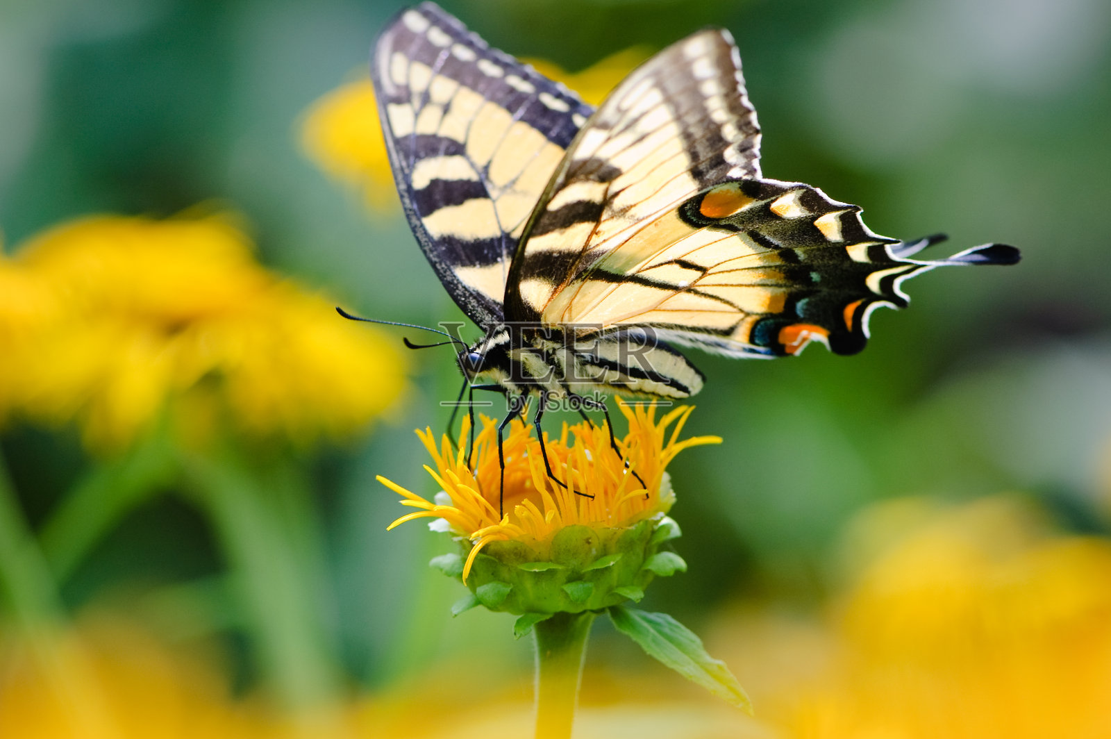 老虎燕尾蝶坐在黄花上照片摄影图片
