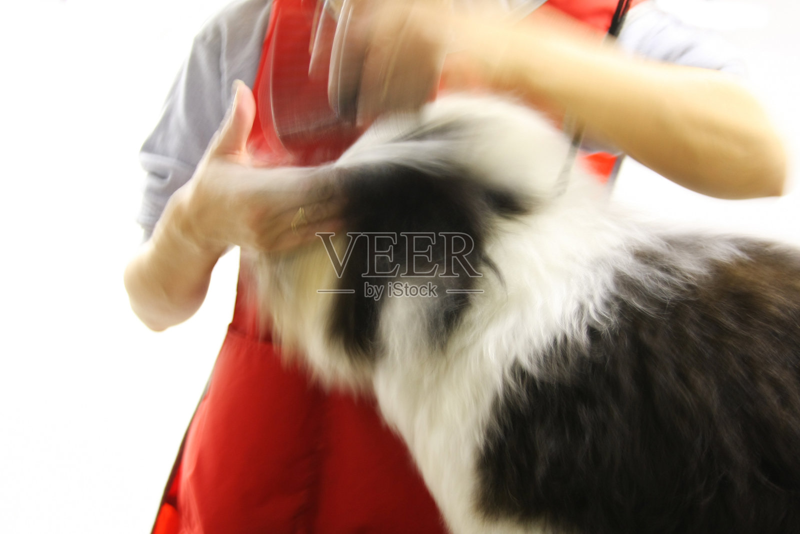 可爱的藏獒在美容师照片摄影图片
