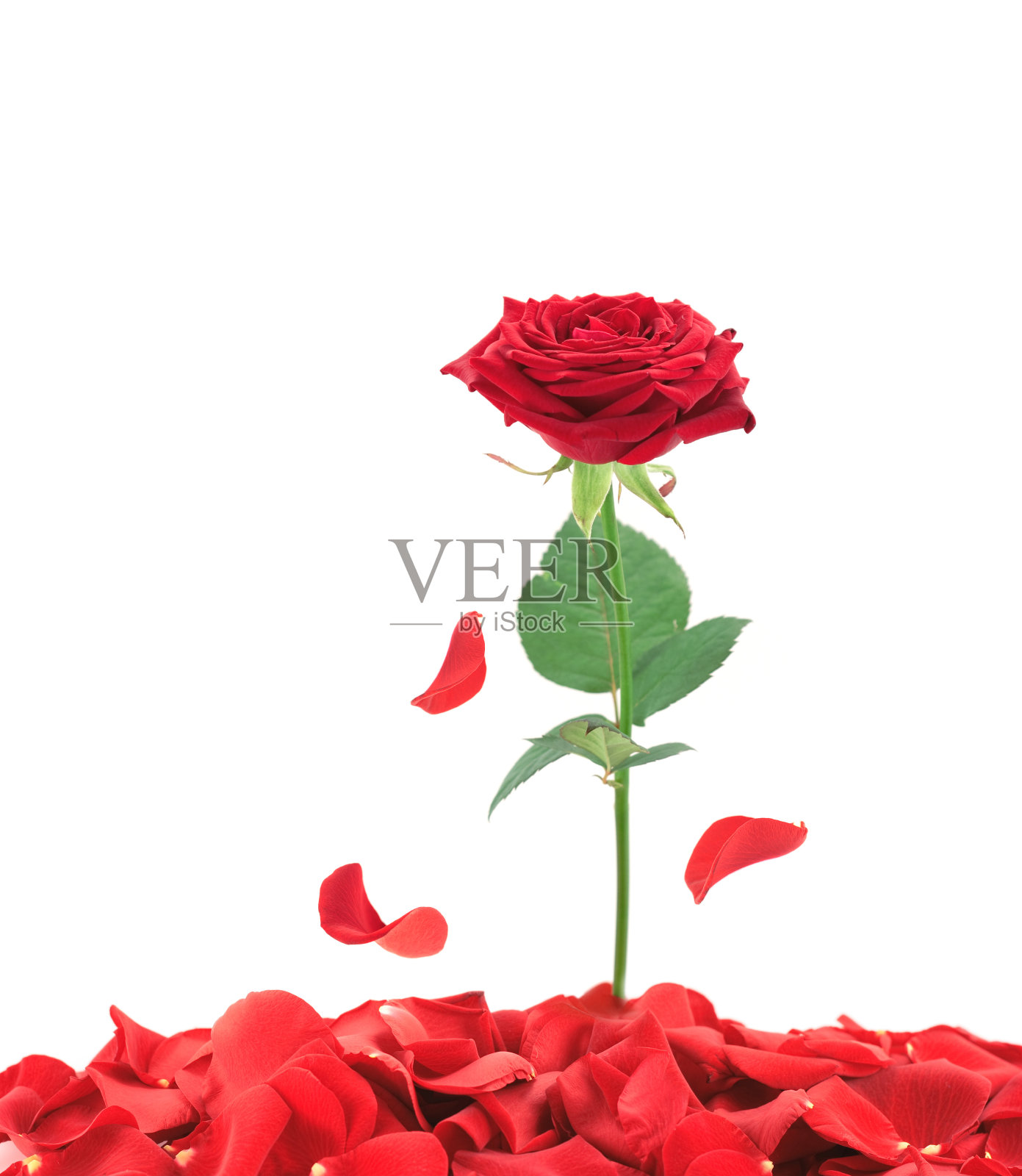 血腥的玫瑰花瓣照片摄影图片