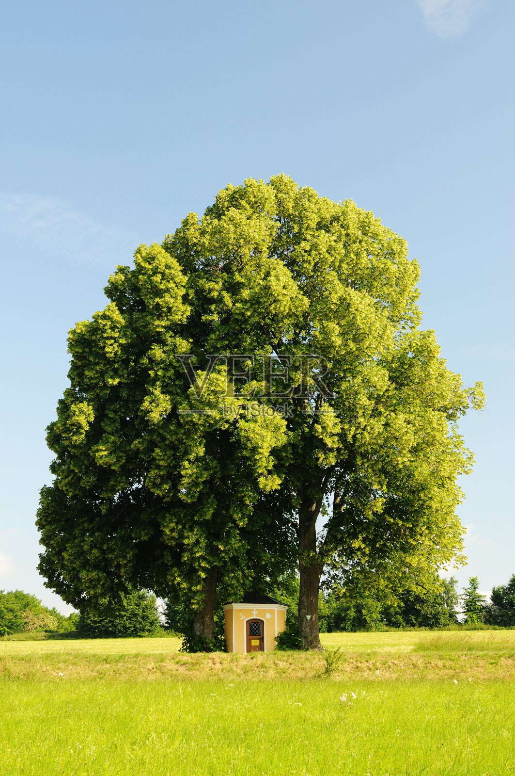 夏天两棵树合二为一照片摄影图片