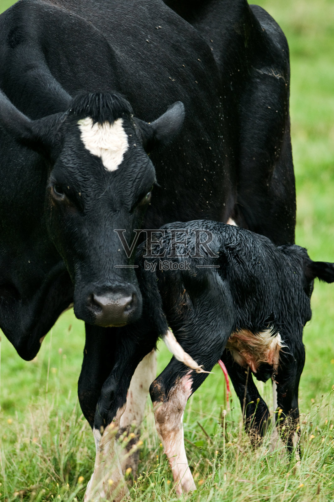 新生儿照片摄影图片