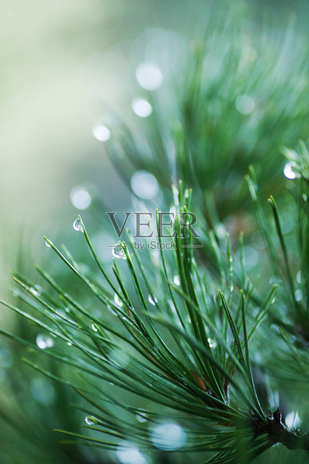 松树上的水滴照片摄影图片