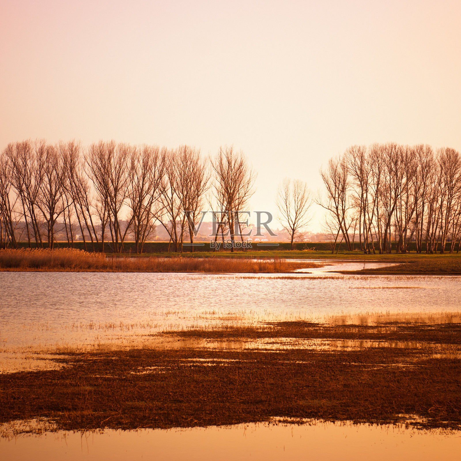 夕阳下的金色沼泽-水面上的倒影照片摄影图片