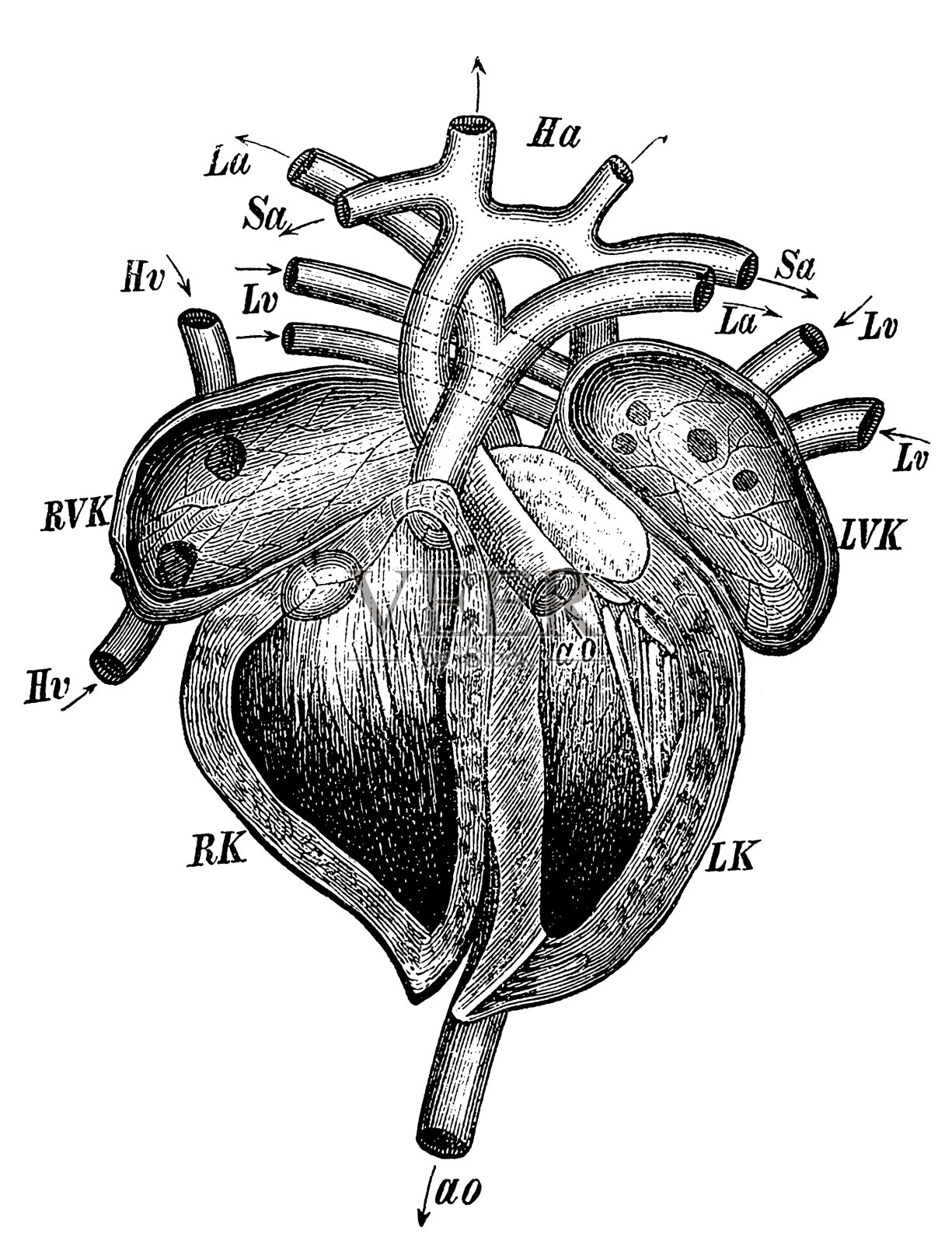 人类的心脏部分插画图片素材