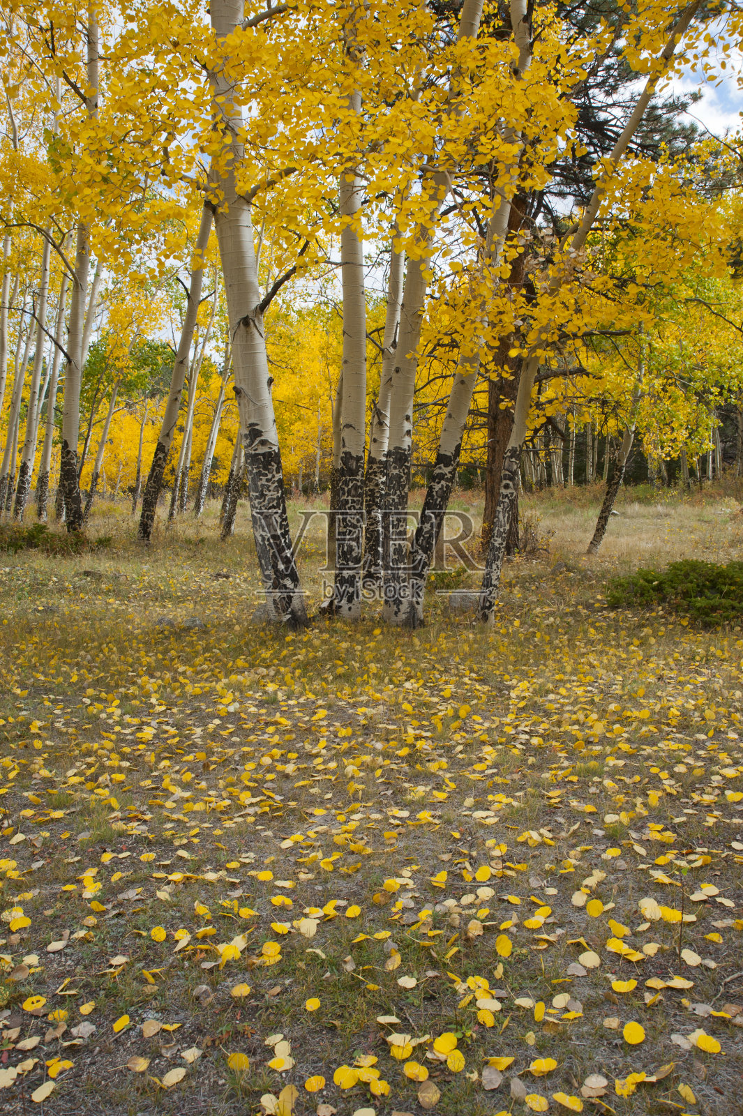 森林地面上的秋叶照片摄影图片