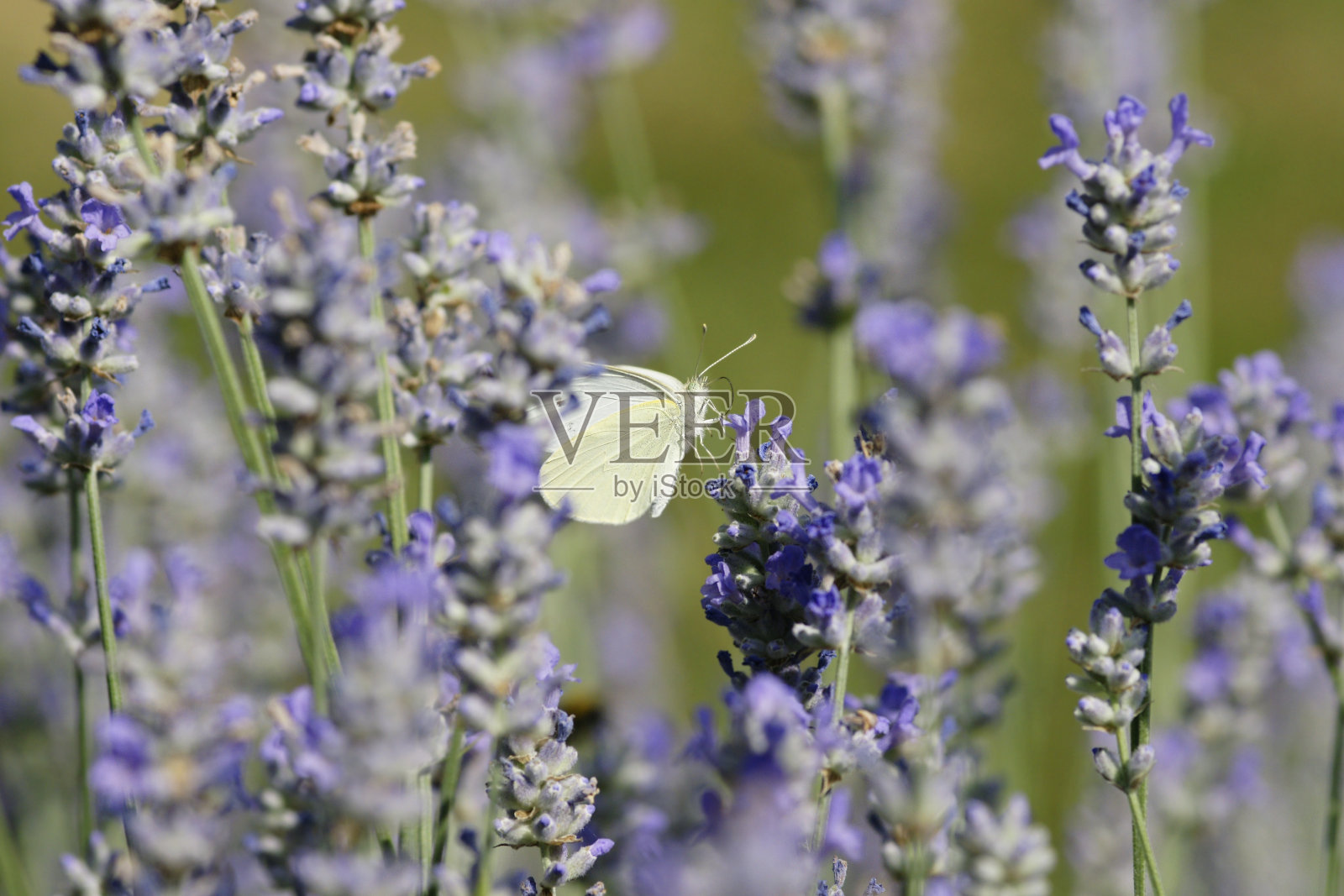 蝴蝶在薰衣草照片摄影图片