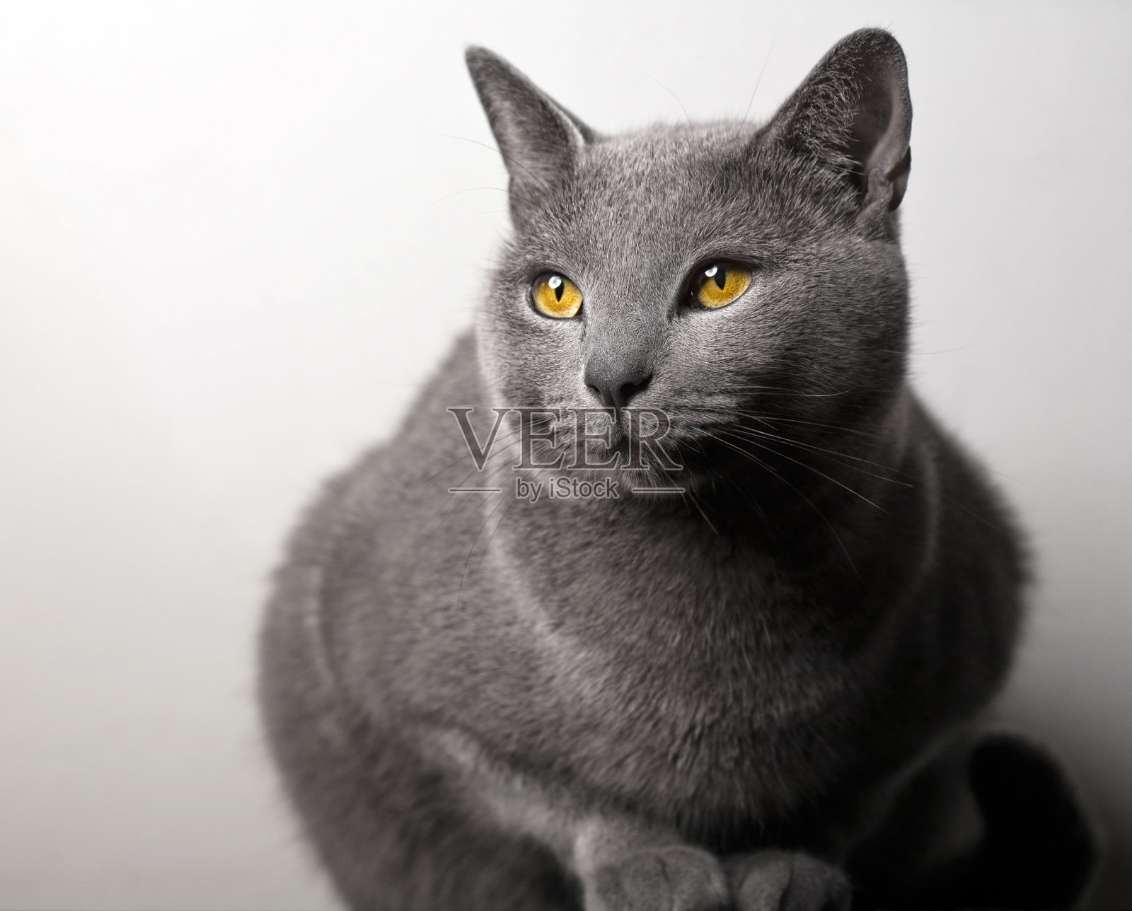 夏特尔猫的猫照片摄影图片